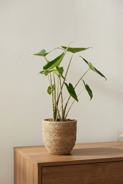 Alocasia kaufen - Zebrina Elefantenohr Ø:17 H:70 cm
