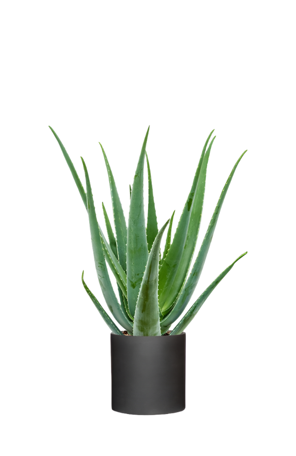 Aloe Vera Ø:17 H:55 cm