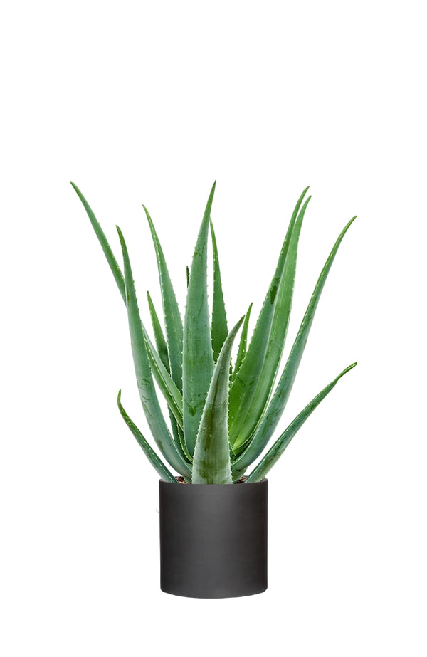 Aloe Vera Ø:17 H:55 cm
