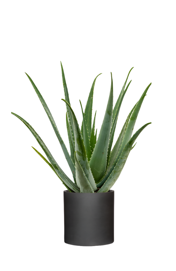 Aloe Vera Ø:25 H:60 cm