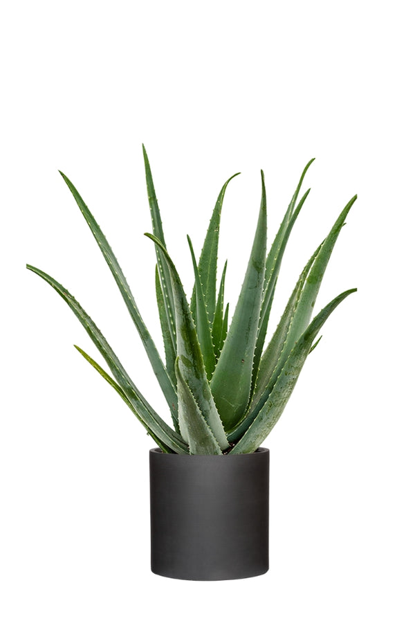 Aloe Vera Ø:25 H:65 cm