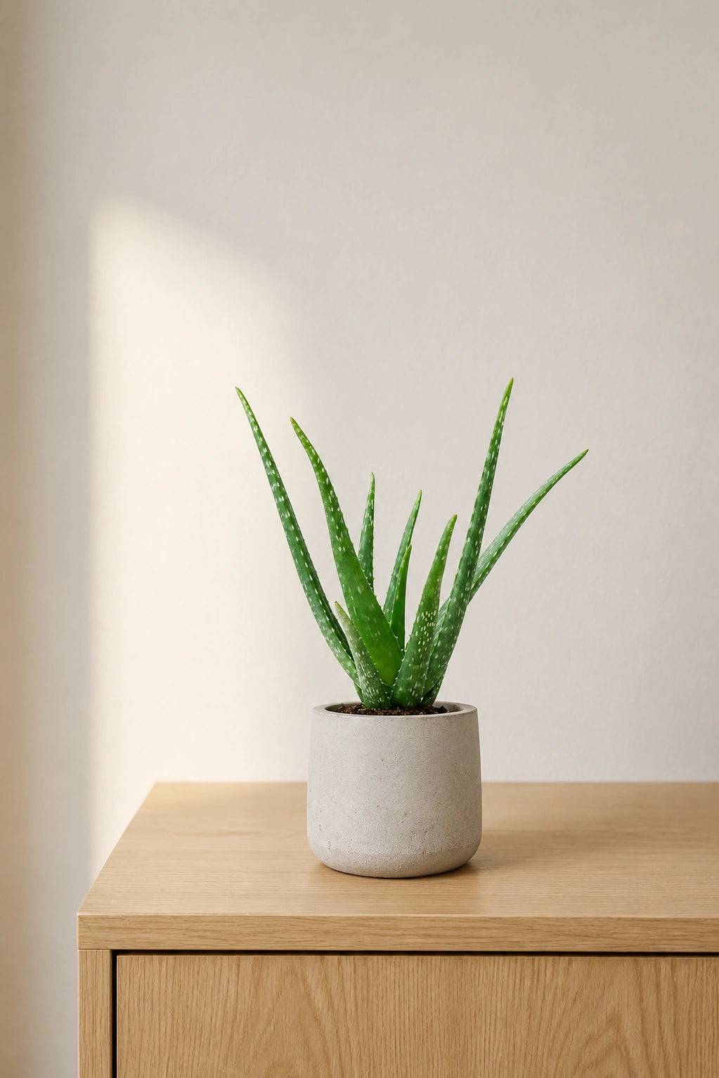 Aloe Vera Ø:12 H:25 cm - Pflanzen sicher zu dir nach Hause