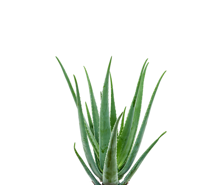 Aloe Vera Ø:17 H:55 cm