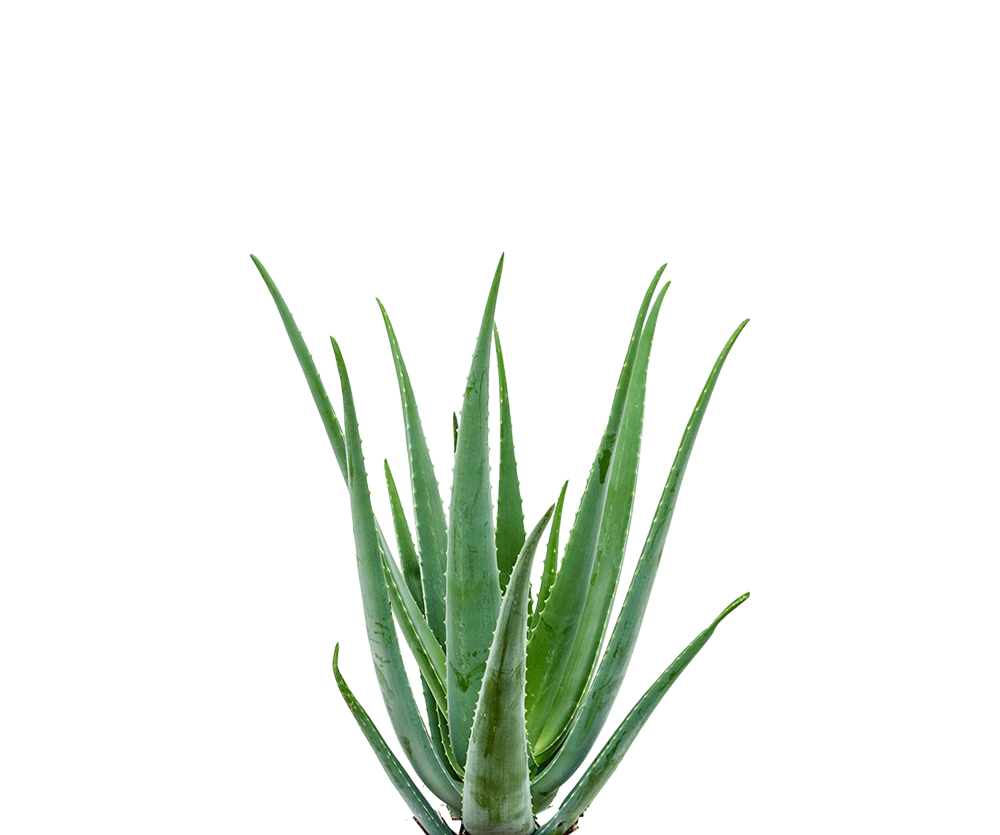 Aloe Vera Ø:17 H:55 cm