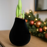 Amaryllis in Wachs – Velvet Schwarz