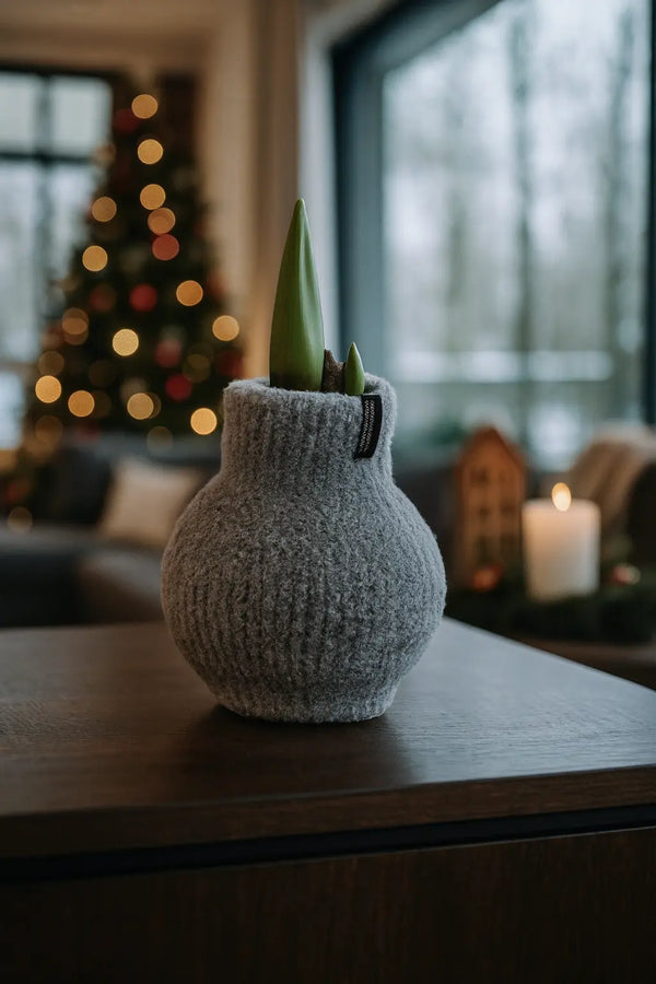 Amaryllis Zwiebel Cozy Grau