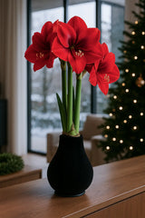 Amaryllis in Wachs – Velvet Schwarz