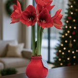 Amaryllis in Wachs – Velvet Rot