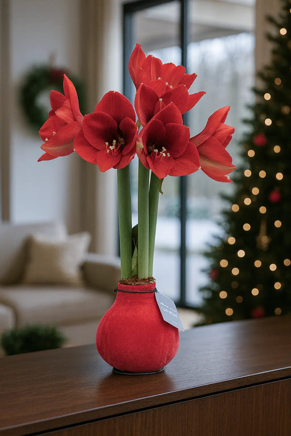 Amaryllis in Wachs – Velvet Rot