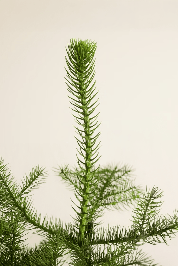 Araucaria heterophylla Ø:17 H:50 cm