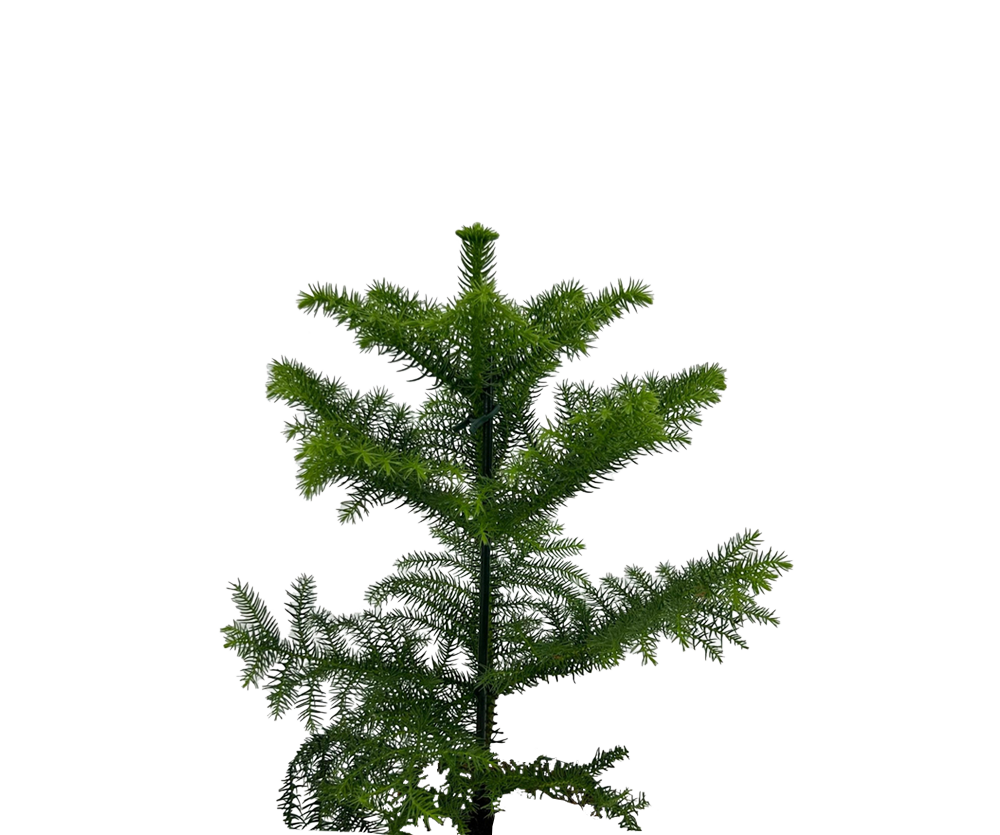 Araucaria Heterophylla Ø:14 H:40 cm