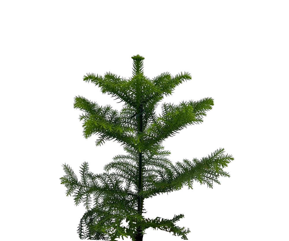 Araucaria heterophylla Ø:17 H:50 cm