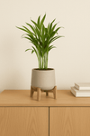 Areca - Goldfruchtpalme Ø:12 H:40 cm