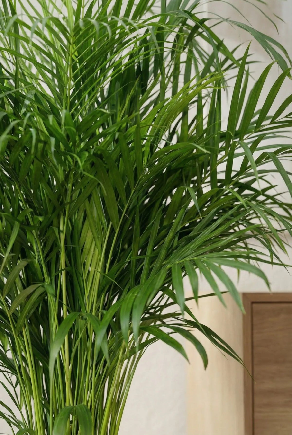 Areca Zimmerpflanze - Goldfruchtpalme Ø:27 H:160 cm