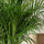 Areca - Goldfruchtpalme Ø:21 H:120 cm