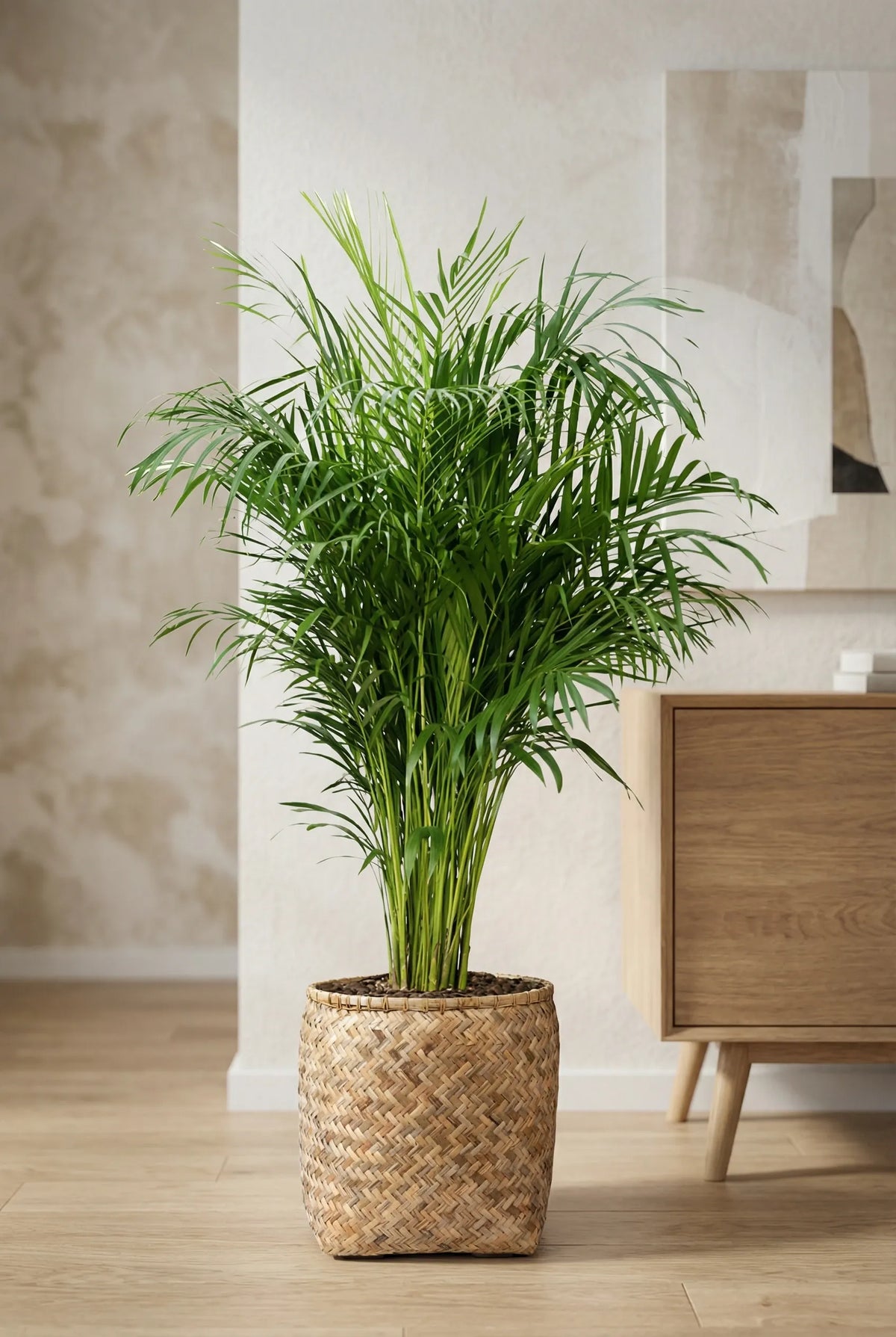 Areca Zimmerpflanze - Goldfruchtpalme Ø:27 H:160 cm