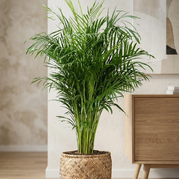 Areca Zimmerpflanze - Goldfruchtpalme Ø:27 H:160 cm