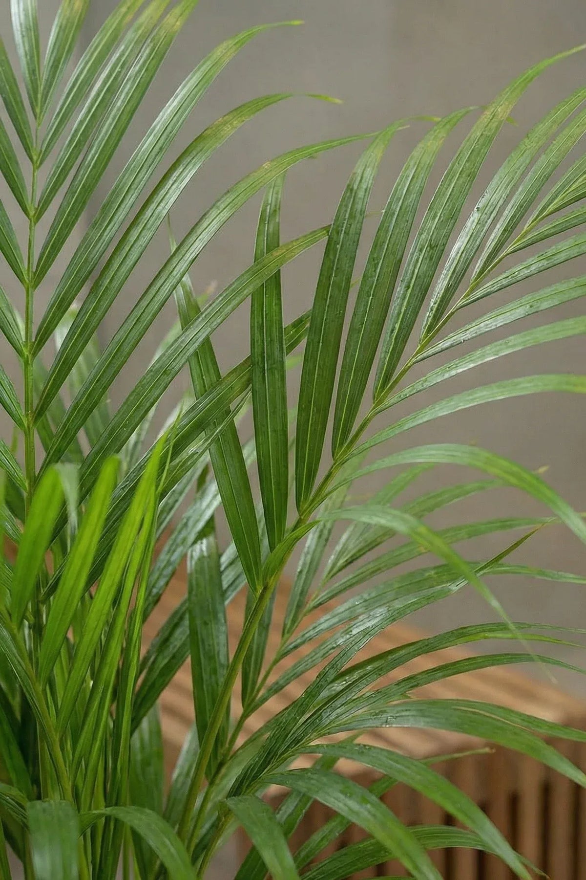 Areca Zimmerpflanze - Goldfruchtpalme Ø:21 H:120 cm