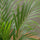 Areca - Goldfruchtpalme - Finestgreen