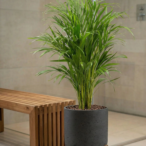 areca zimmerpflanze Areca Zimmerpflanze - Goldfruchtpalme Ø:21 H:120 cm