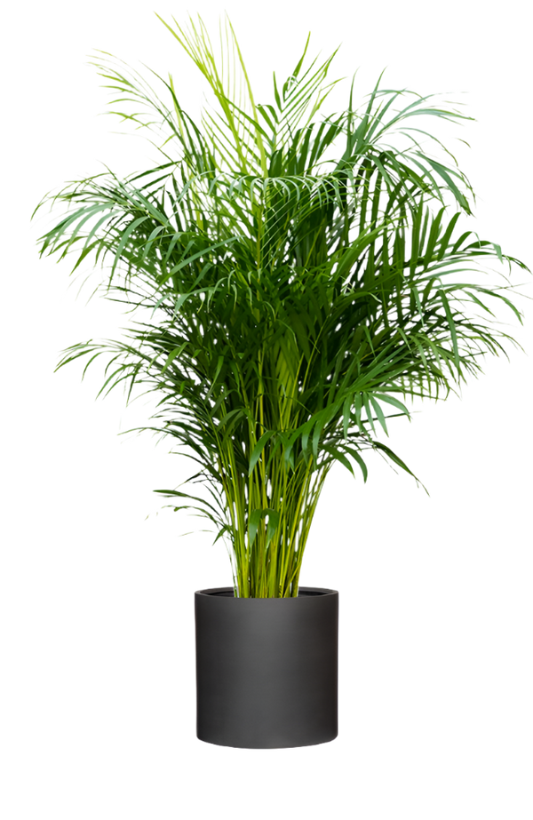 Areca - Goldfruchtpalme Ø:27 H:160 cm