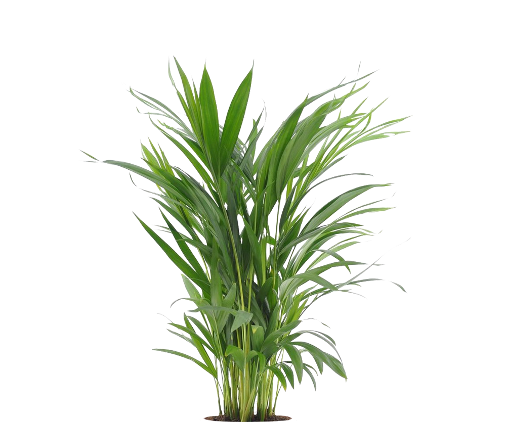 Areca - Goldfruchtpalme Ø:17 H:65 cm