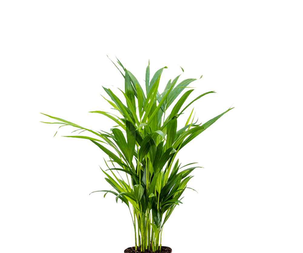 Areca - Goldfruchtpalme Ø:14 H:50 cm