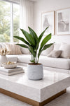 Aspidistra Elatior – Eisenpflanze Ø:17 H:70 cm