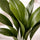 Aspidistra Elatior – Eisenpflanze Ø:17 H:70 cm