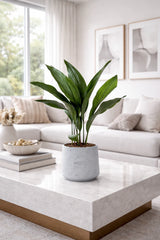 Aspidistra Elatior – Eisenpflanze Ø:17 H:70 cm