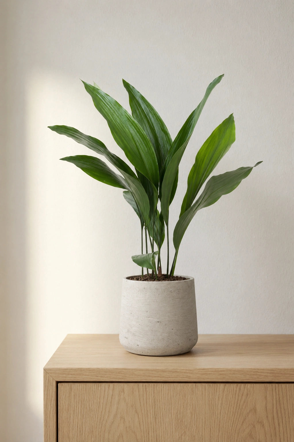 Aspidistra Elatior – Eisenpflanze Ø:17 H:70 cm