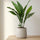 Aspidistra Elatior – Eisenpflanze