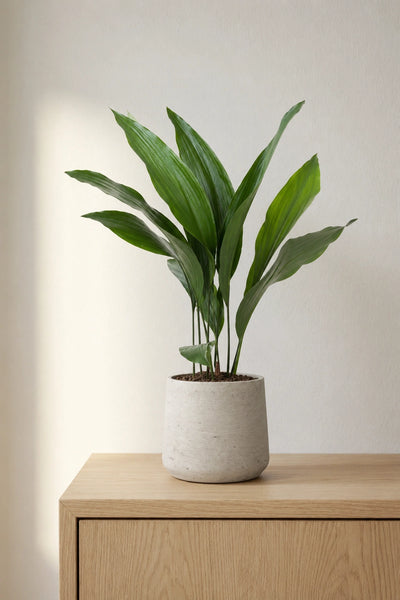 Aspidistra Elatior – Eisenpflanze Ø:17 H:70 cm