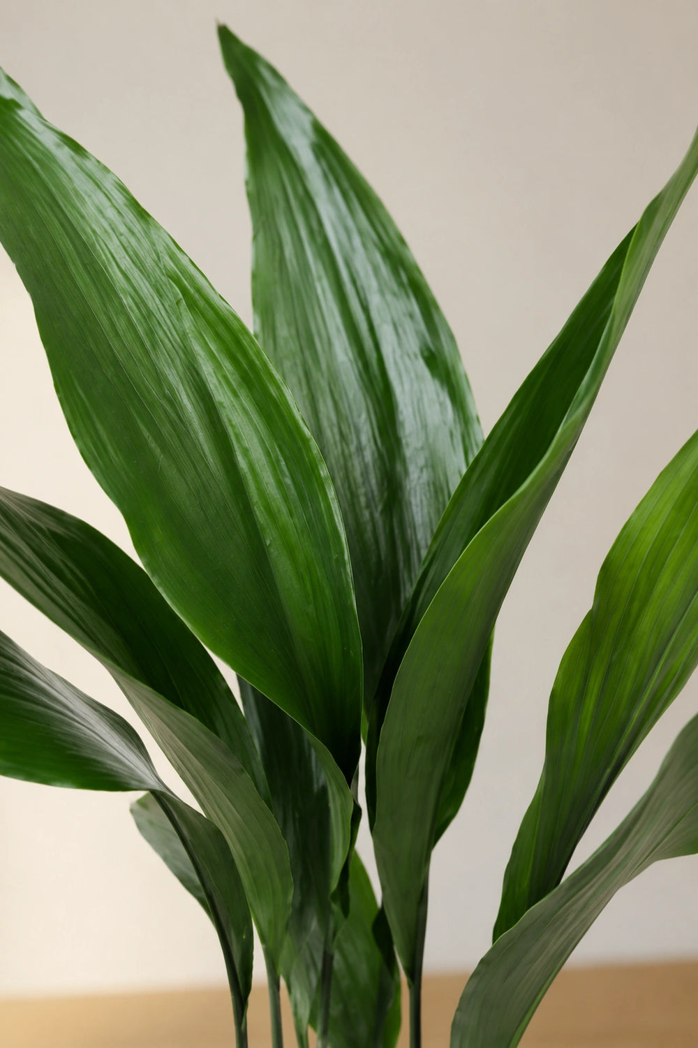 Aspidistra Elatior – Eisenpflanze Ø:17 H:70 cm