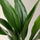 Aspidistra Elatior – Eisenpflanze