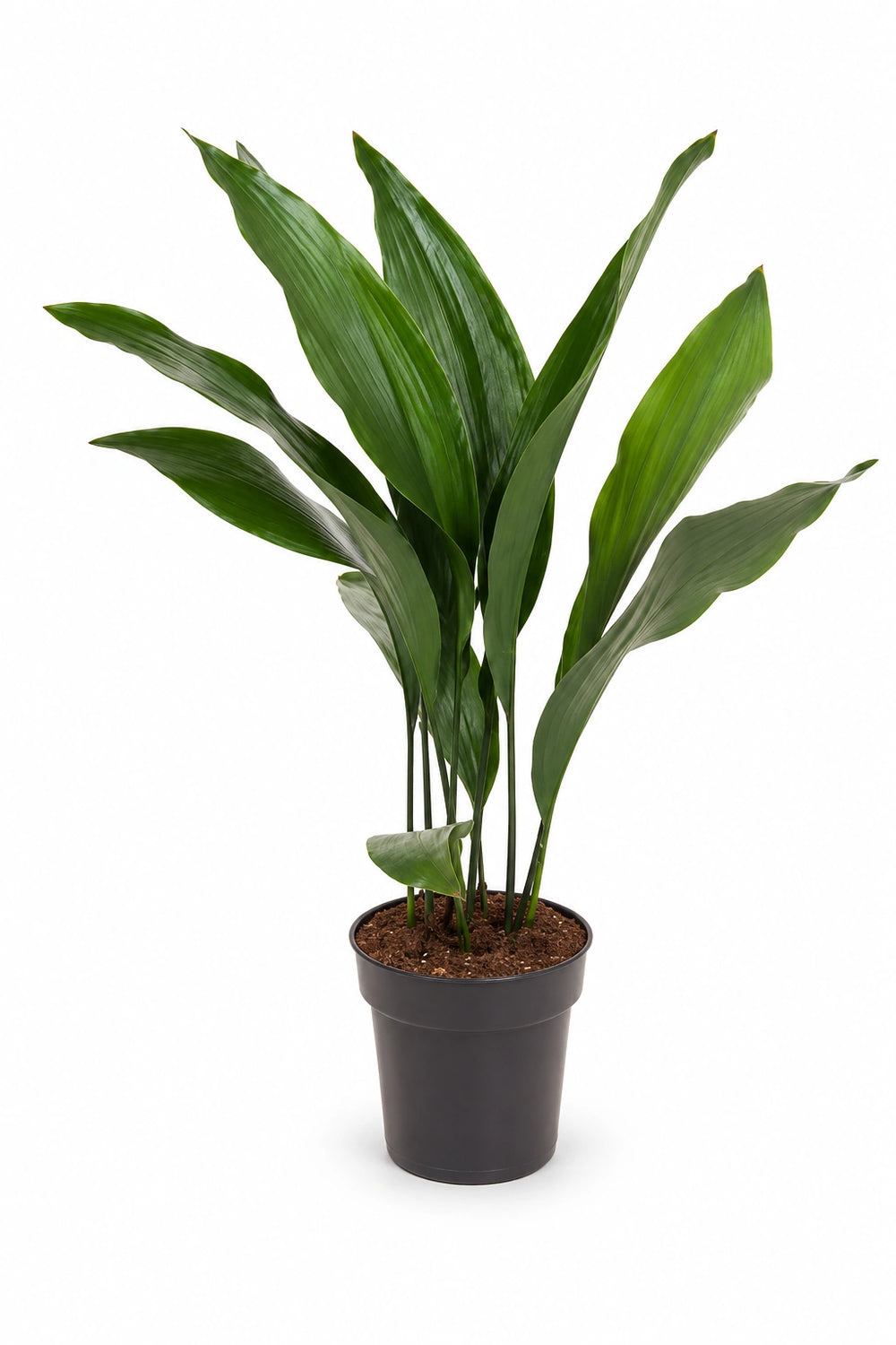 Aspidistra Elatior – Eisenpflanze Ø:17 H:70 cm