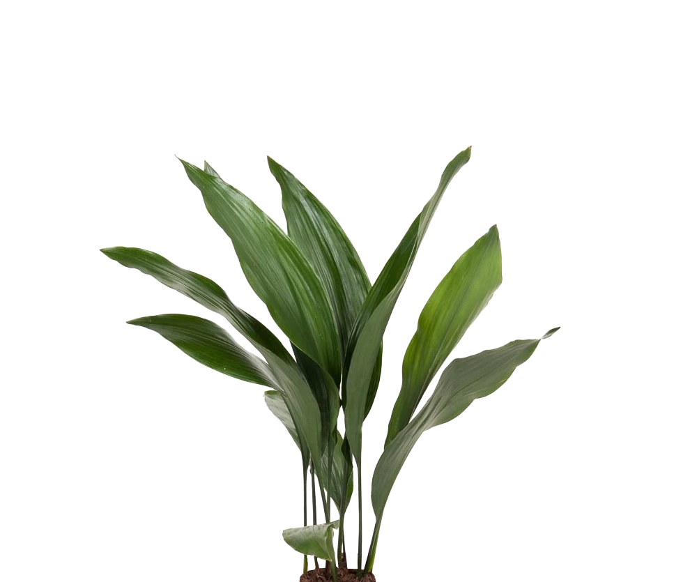 Aspidistra Elatior – Eisenpflanze Ø:17 H:70 cm