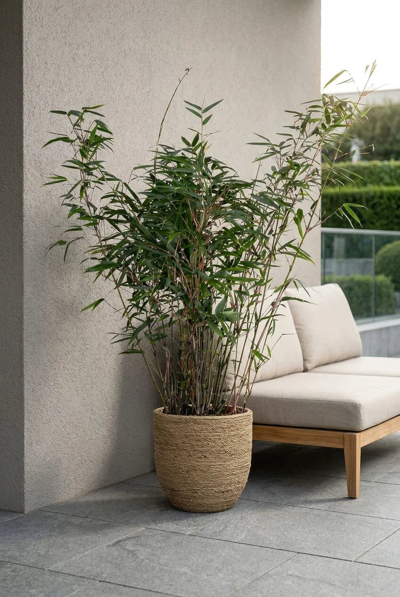 Bambus kaufen | Fargesia Rufa | winterharter Gartenbambus | Ø 23, 110 cm