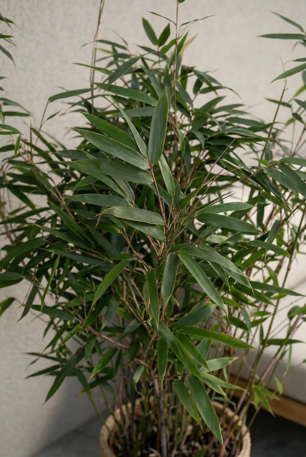 bauhaus bambus pflanze Bambus kaufen | Fargesia Rufa | winterharter Gartenbambus | Ø 23, 110 cm
