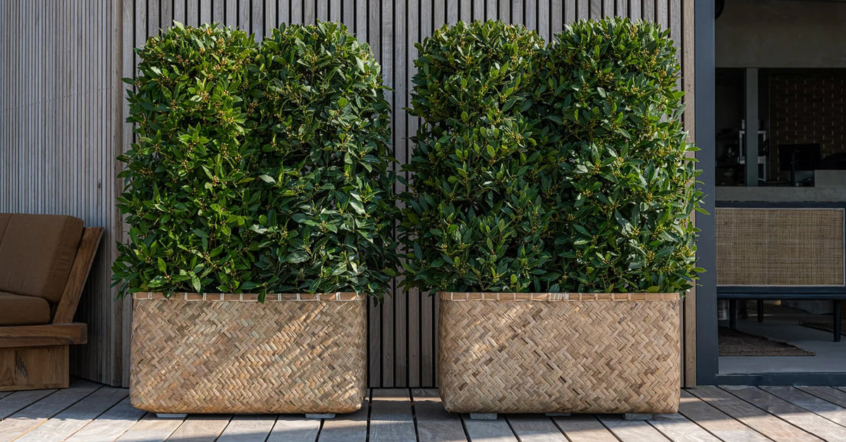 Nahaufnahme Pflanzkübel aus Bambus in Grau