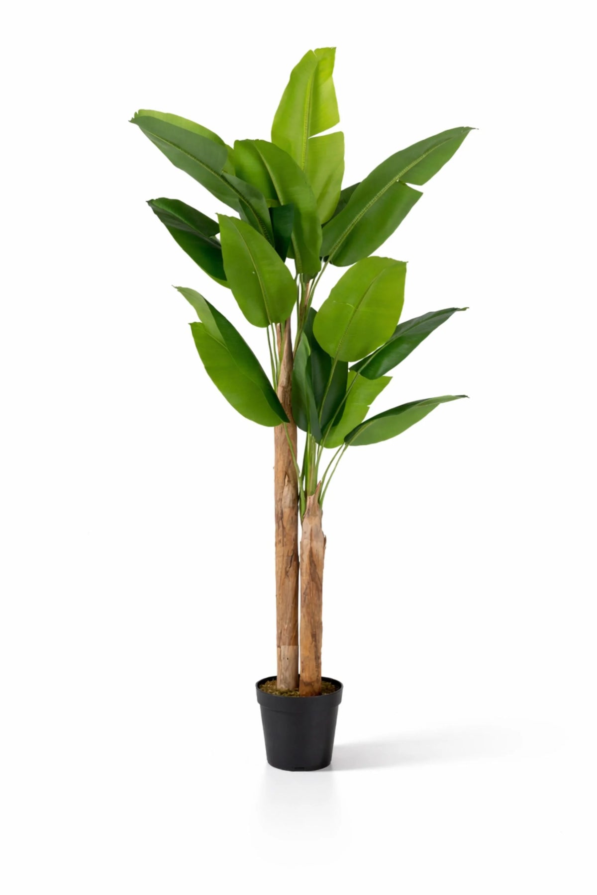 Bananenbaum Künstlich H: 220cm - Künstliche Pflanzen