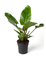 Baumfreund 'Imperial Green' (Philodendron 'Imperial Green') im Kulturtopf Ø 19 cm, ca. 60 cm hoch – freigestellt