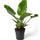 Baumfreund 'Imperial Green' (Philodendron 'Imperial Green') im Kulturtopf Ø 19 cm, ca. 60 cm hoch – freigestellt
