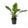 Baumfreund 'Imperial Green' (Philodendron 'Imperial Green') im Kulturtopf Ø 19 cm, ca. 70 cm hoch – freigestellt