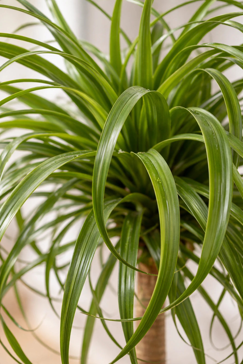 Beaucarnea Recurvata Elefantenfuß 120 cm – Zimmerpflanze