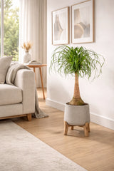 Beaucarnea Recurvata – Elefantenfuß Ø:27 H:120 cm