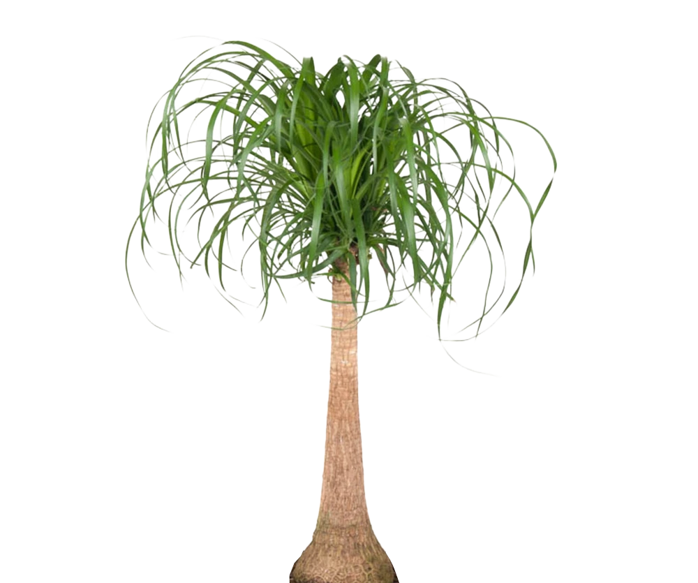 Elefantenfuß - Beaucarnea Recurvata, Ø27 H120cm