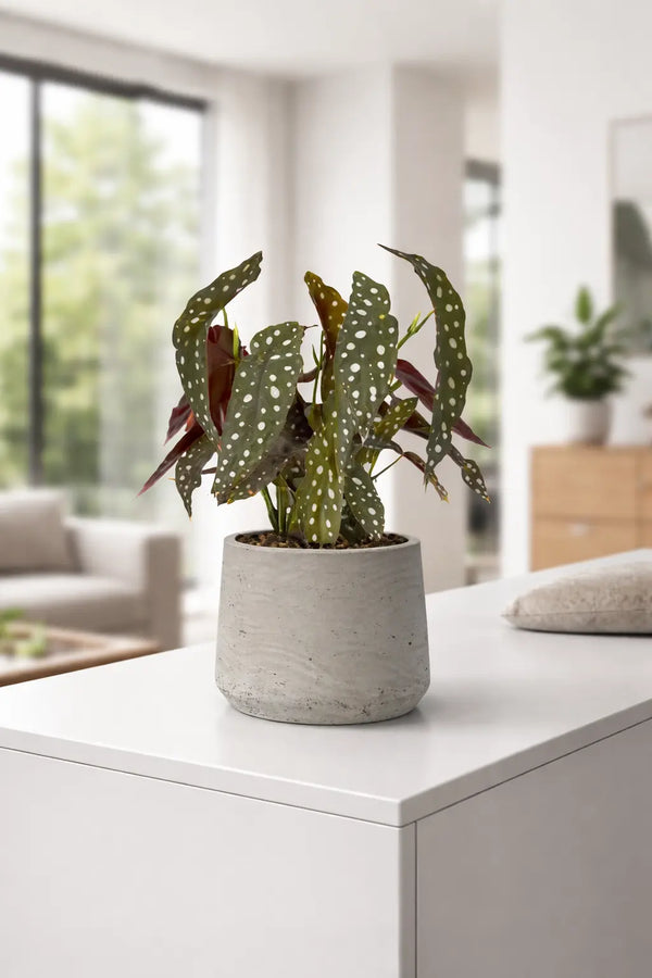 Forellenbegonie - Begonia Maculata