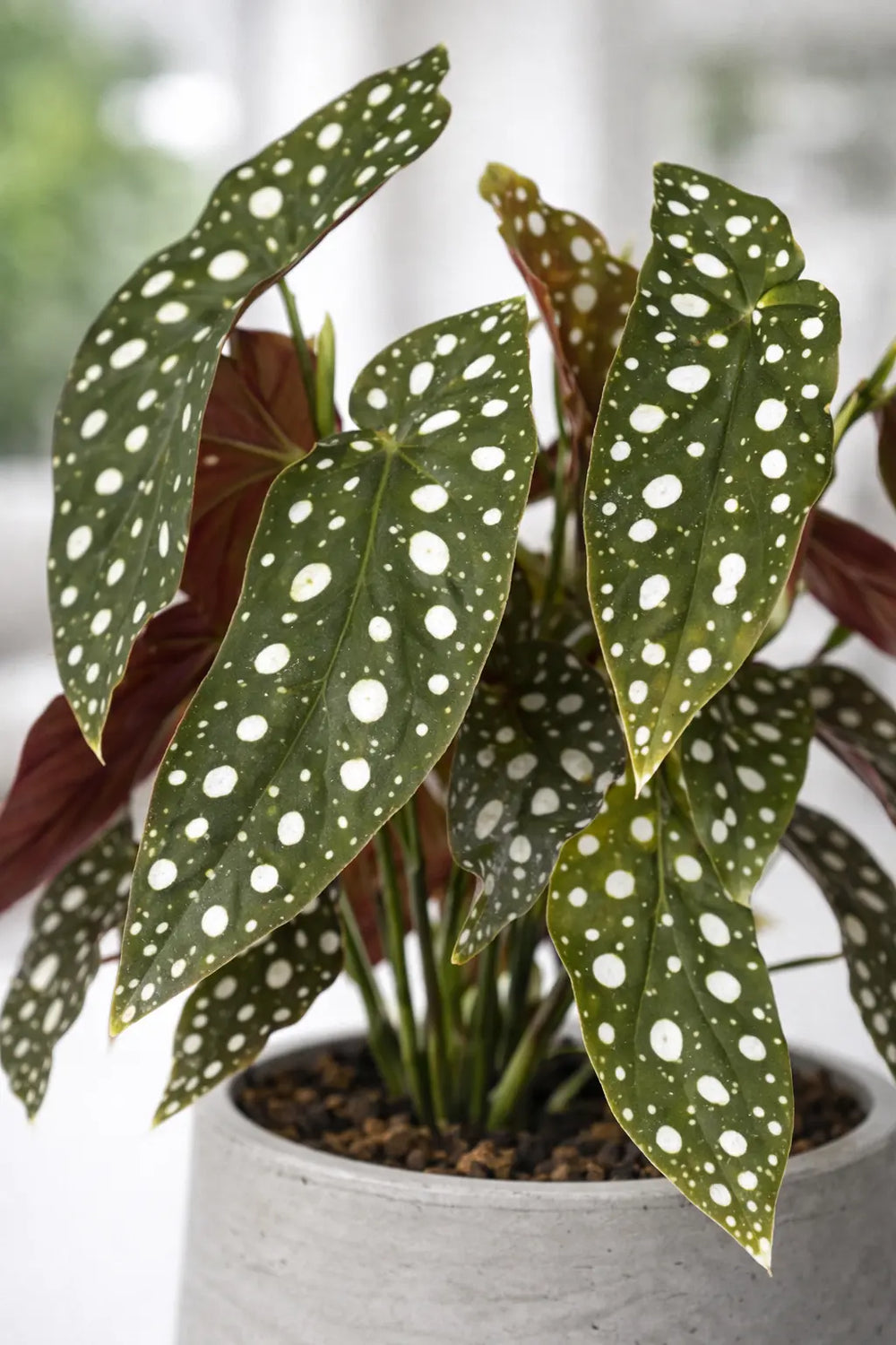 Begonia Maculata – Trendpflanze mit Punkten