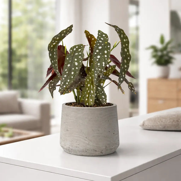Begonia Maculata  Trendpflanze mit Punkten | Finestgreen